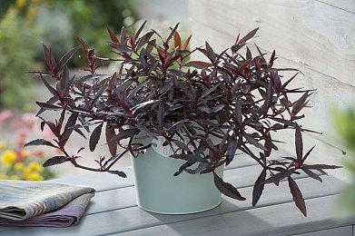 《百万吨级武藏》最新免费更新宣传片 预定近期上线