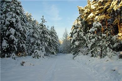 万智牌《艾卓仙踪》动画宣传片 9月8日正式发售